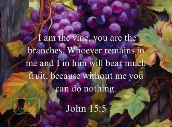 I AM the Vine