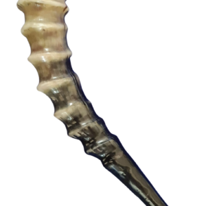 Shofar Blesbok